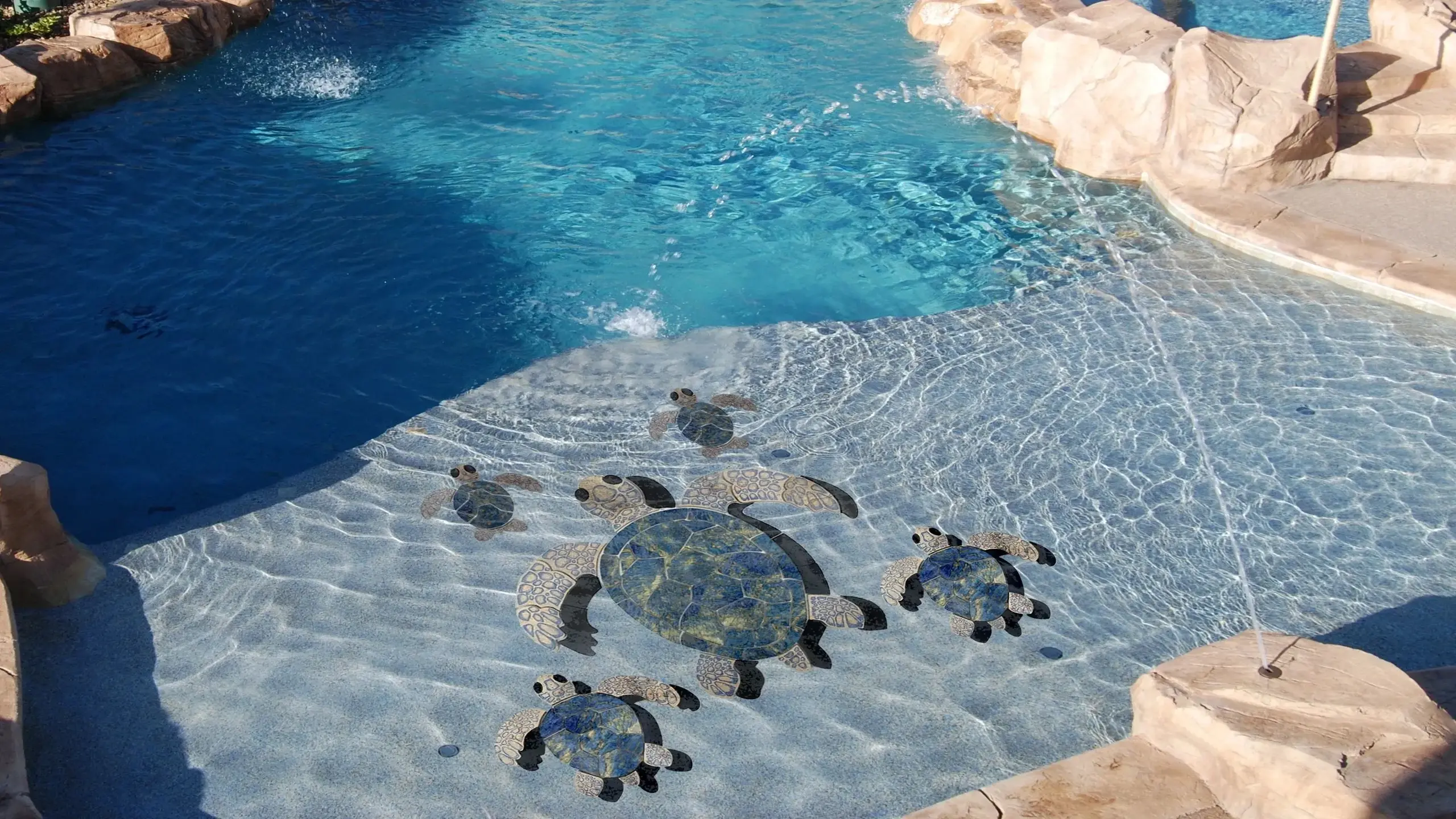 Turtle-Family-In-Pool-April-2020-Cropp-1227ba4 (1)